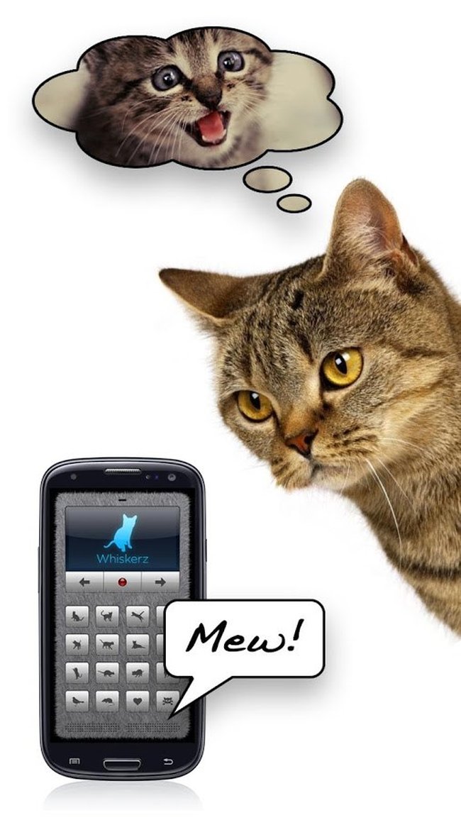 Tradutor humano-gato: como usar o app para 'conversar' com seu felino