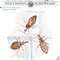 Logo Vetores da doença de Chagas no Brasil Ícone Logo Vetores da doença de Chagas no Brasil Ícone